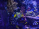 aquarium 2 20130815 1993116400